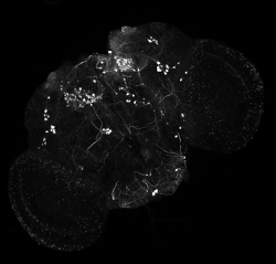 Neurony dopaminergiczne w mózgu Drosophila melanogaster Neurony dopaminergiczne w mózgu Drosophila melanogaster
