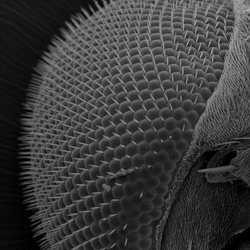 Siatkówka Drosophila melanogaster (obraz SEM) Siatkówka Drosophila melanogaster (obraz SEM)
