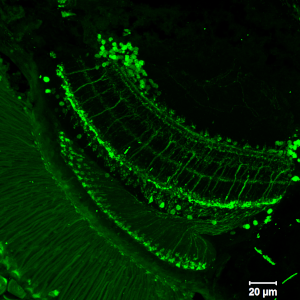 Obraz z mikroskopu konfokalnego przedstawiający nerw wzrokowy drosophila