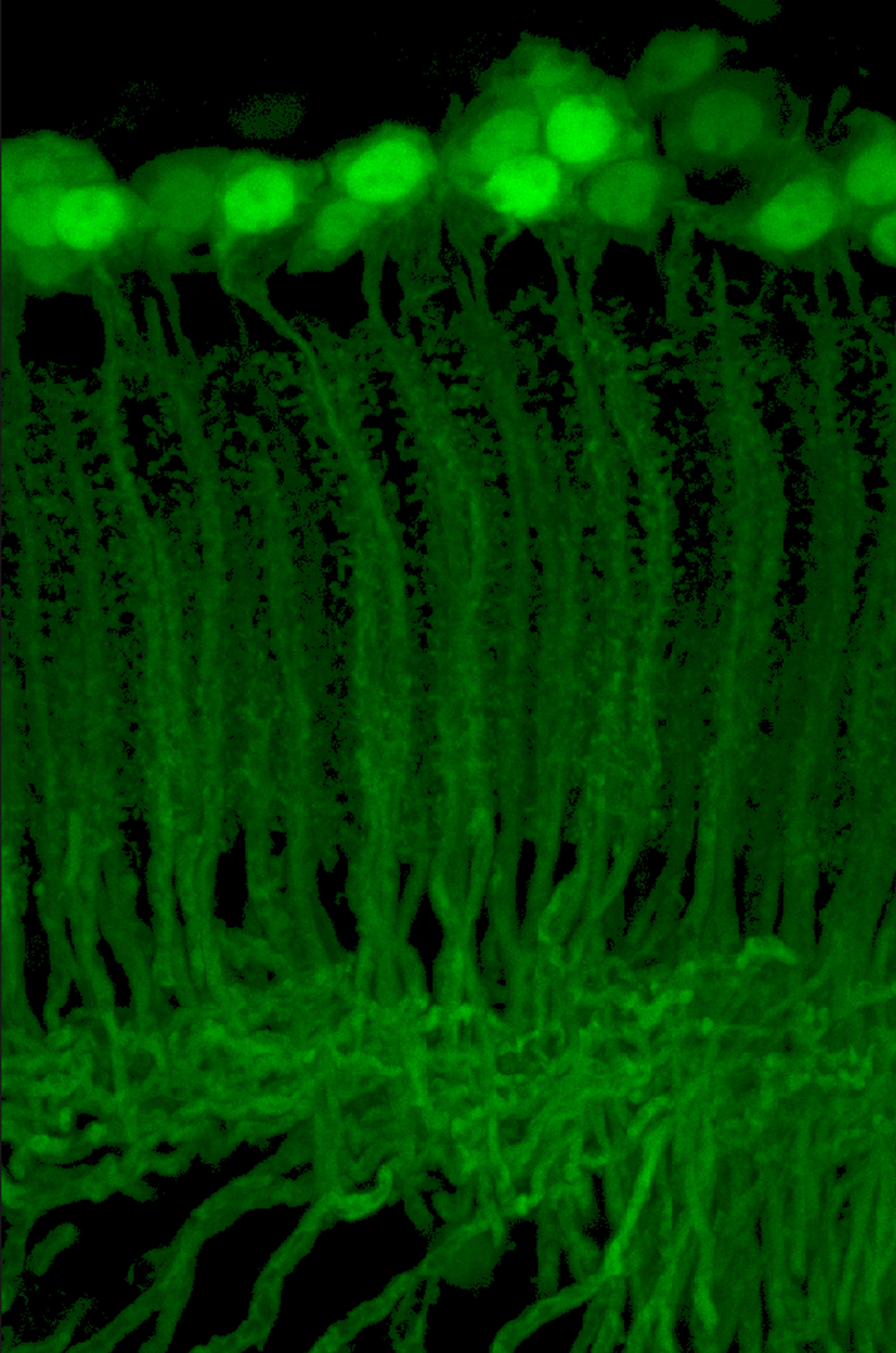 Obraz z mikroskopu fluorescencyjnego. Neurony wzorkowe Drozofila.