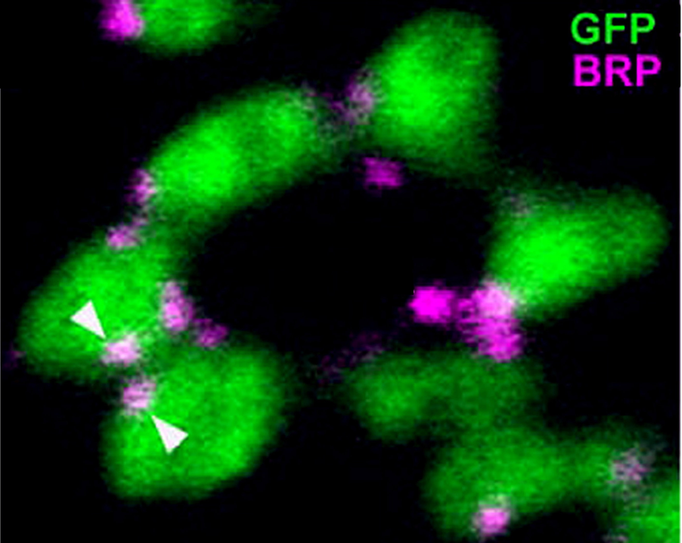 Neuropil wzrokowy Drosophila