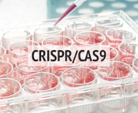 Płytka z dołkami wypełnionymi płynem oraz fragment pipety. Na fotografii jest napis CRISPR/CAS9.